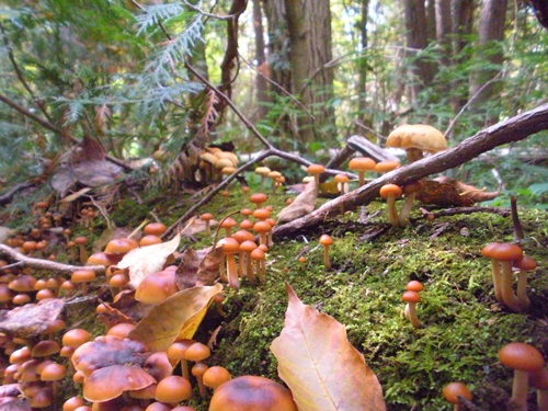 mushroom