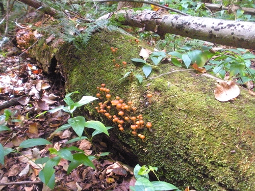 DSCN9476.JPG