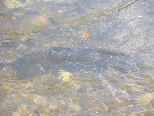 DSCN9474.JPG