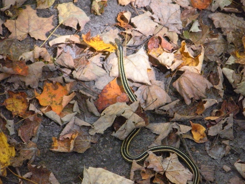 DSCN9433.JPG