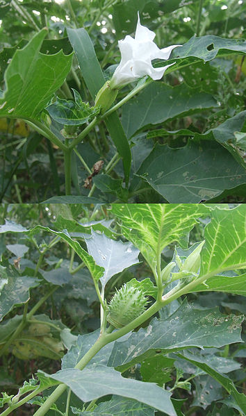 354px-Datura_stramonium_new.jpg