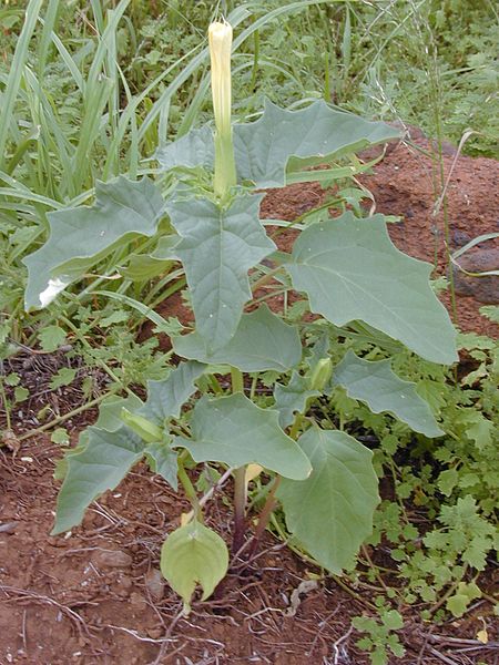450px-Starr_020124-0023_Datura_stramonium.jpg