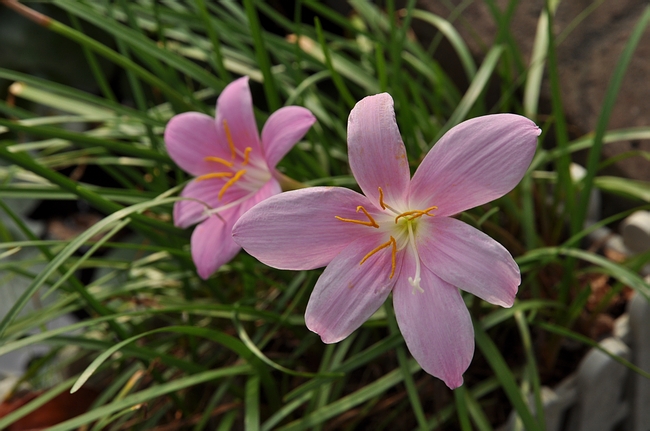 DSC_0662.JPG