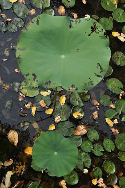 DSC_0665.JPG