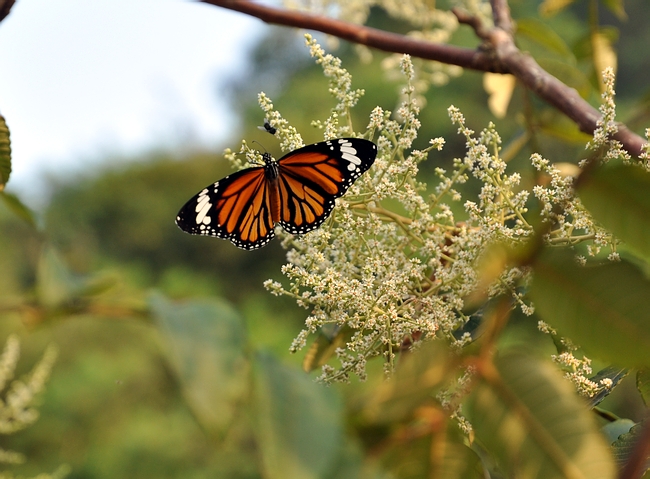 DSC_0675.JPG