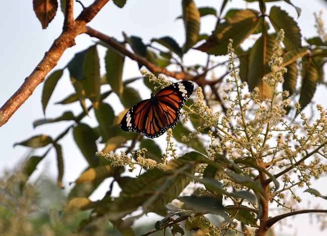 DSC_0679.JPG