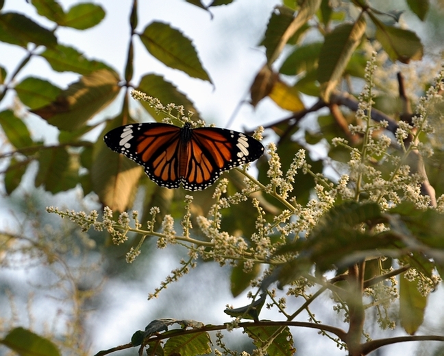 DSC_0680.JPG