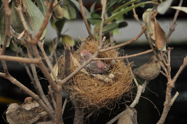 DSC_0794.JPG