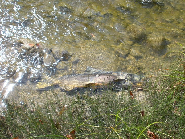 DSCN9467.JPG