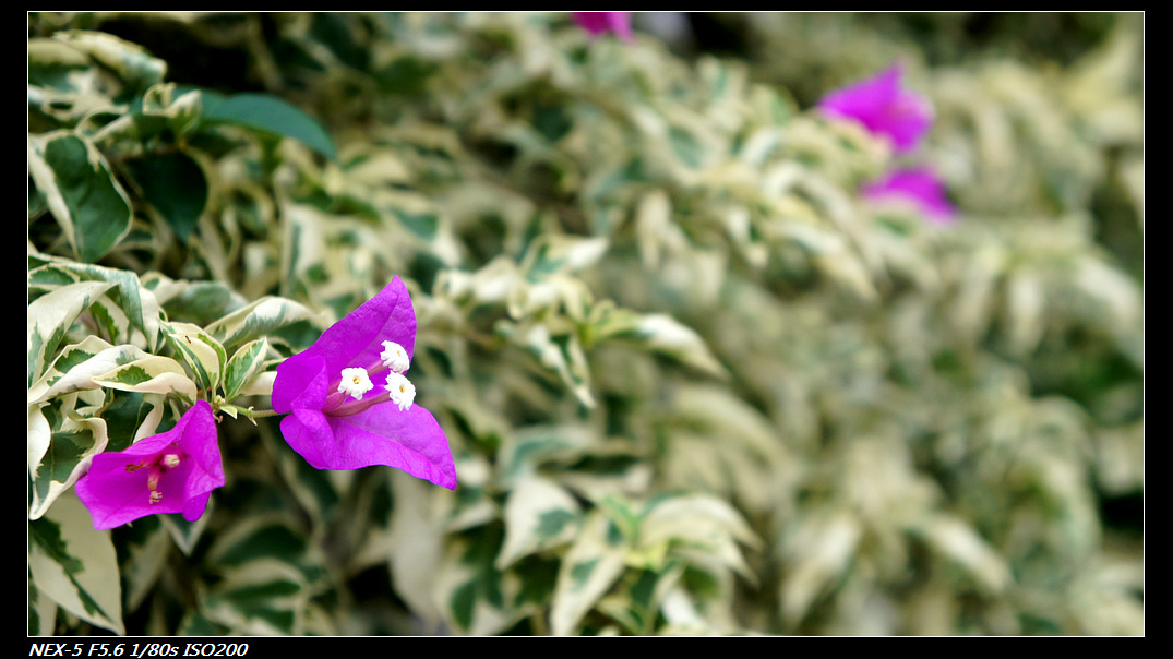 DSC04625.jpg
