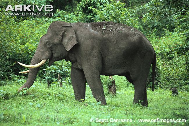 Indian-elephant-bull.jpg