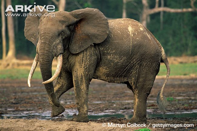 Forest-elephant-bull.jpg