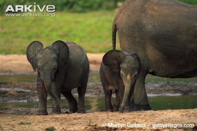 Forest-elephant-infants.jpg