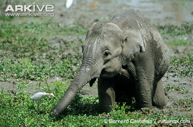 Indian-elephant-calf-feeding.jpg