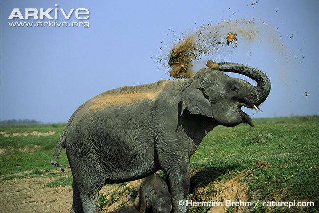 Indian-elephant-dust-bathing.jpg