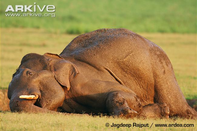 Indian-elephant-taking-mud-bath.jpg