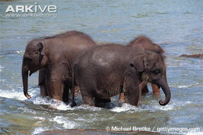 Sri-Lankan-elephant-calves-in-shallow-water.jpg