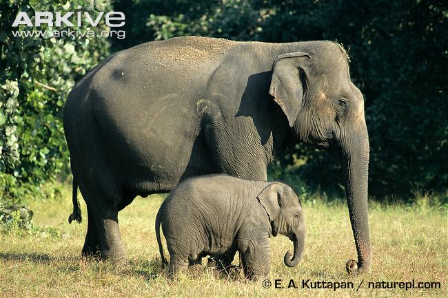 Indian-elephant-cow-and-calf.jpg