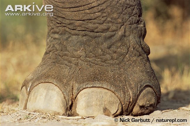 Asian-elephant-foot-detail.jpg