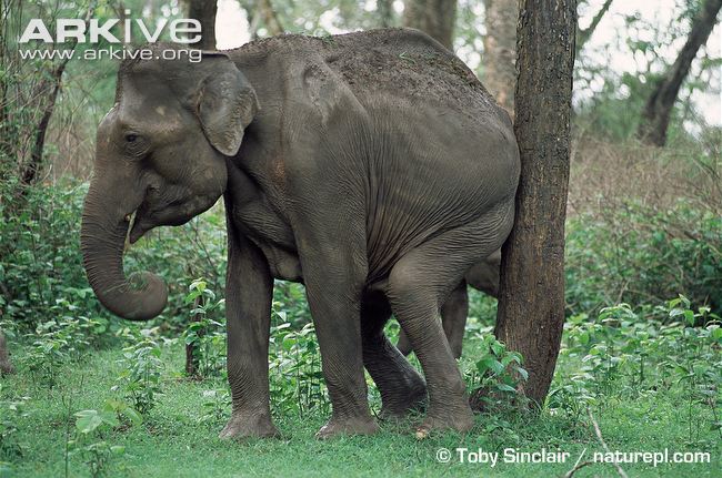 Indian-elephant-rubbing-against-tree.jpg