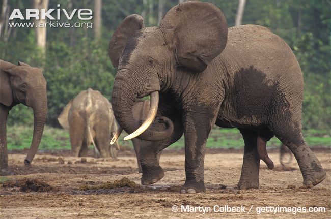 Forest-elephant-bull-in-aggressive-display.jpg