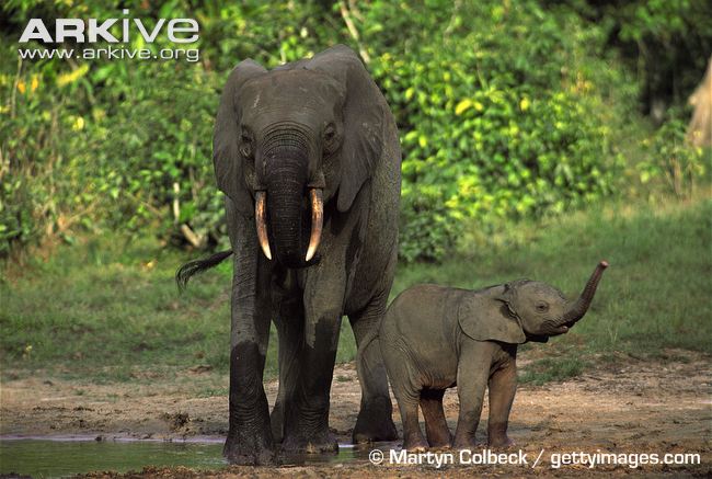 Forest-elephant-cow-with-calf.jpg