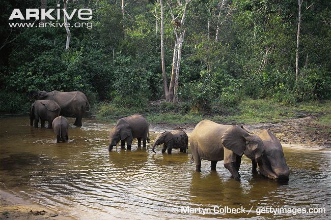 Forest-elephant-herd-in-bai-digging-for-salt.jpg