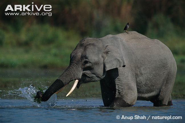 Asian-elephant.jpg