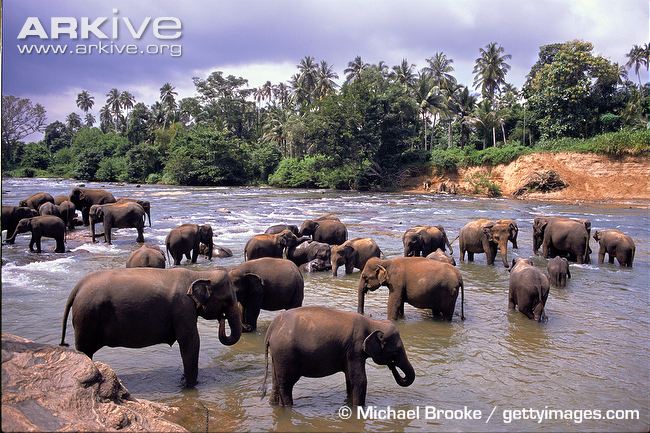 Sri-Lankan-elephant-herd-in-shallow-water.jpg