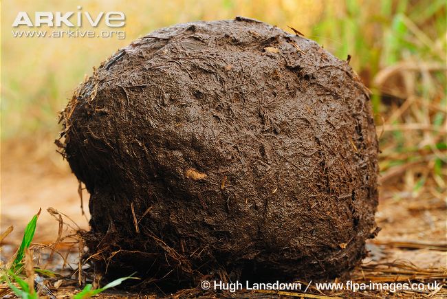 Asian-elephant-dung.jpg