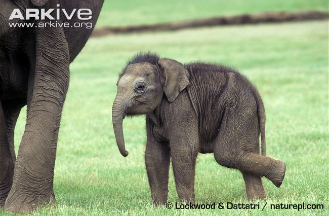 Indian-elephant-calf.jpg