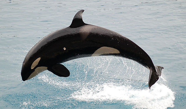 JumpingOrca.jpg