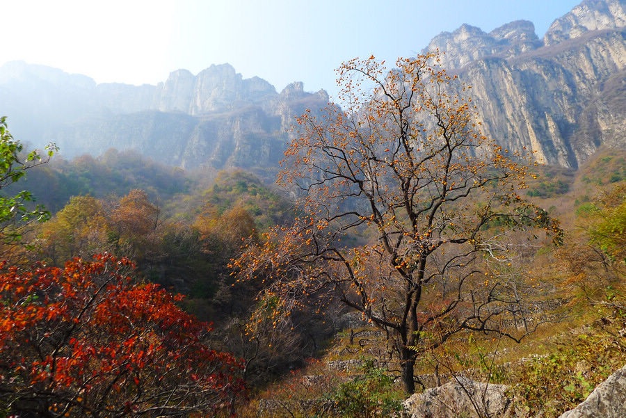 4023_1320376568柿子树 .jpg