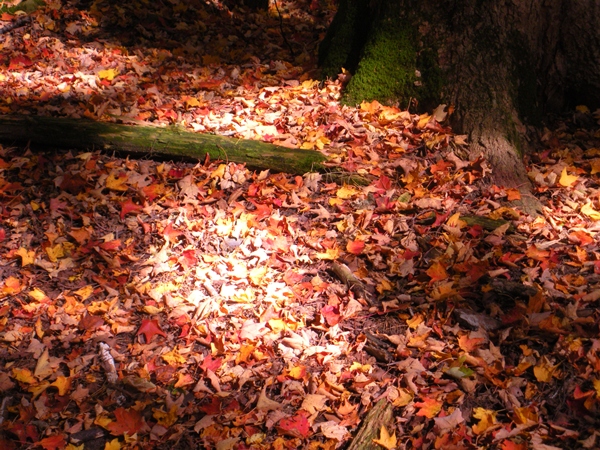 DSCN9649.JPG