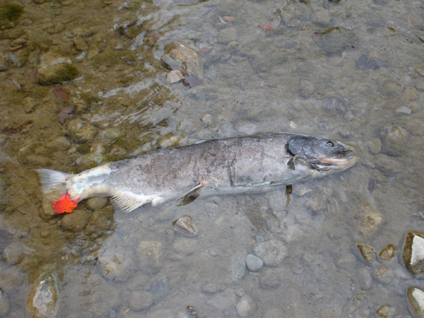 DSCN9657.JPG