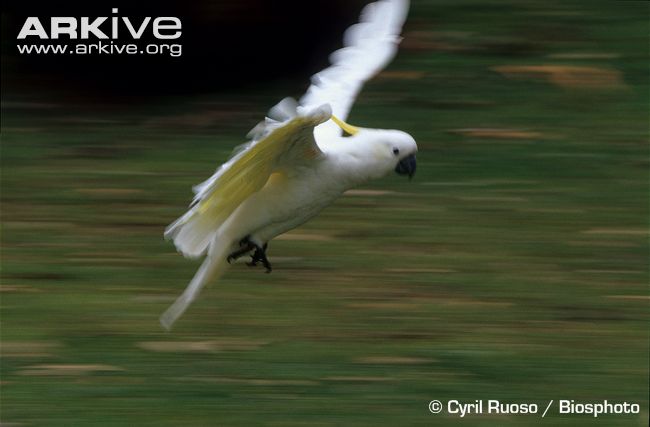 Sulphur-crested-cockatoo-in-flight.jpg