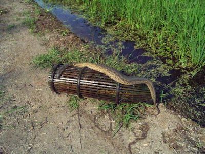 ular karung guni buruk.jpg