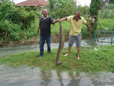 lintah gergasi + ular karung guni.jpg