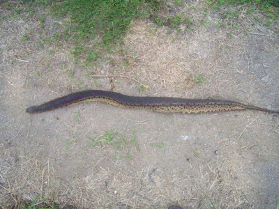 lintah gergasi + ular karung guni 2.jpg