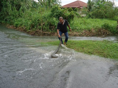 lintah besar + ular karung guni.jpg