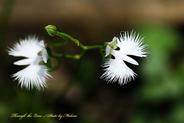 mime-attachment15 (複製).jpg