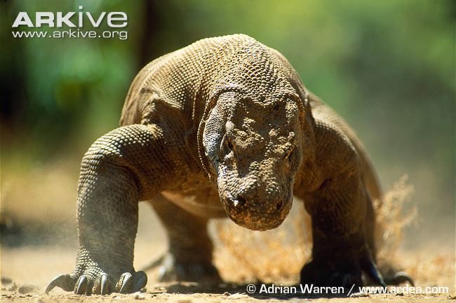 Komodo-dragon.jpg