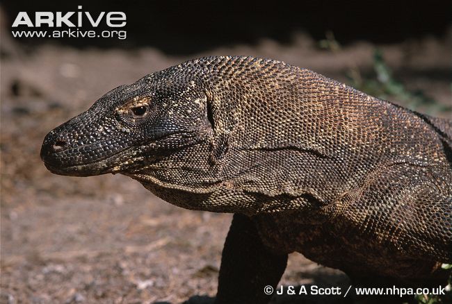 Komodo-dragon-head-detail.jpg
