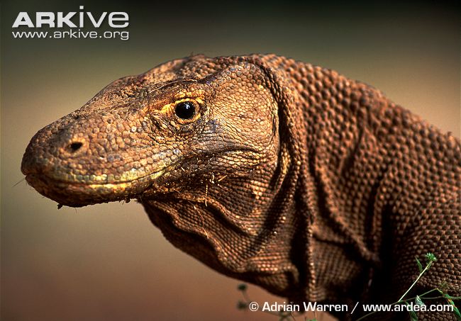 Komodo-dragon-portrait.jpg