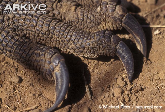 Komodo-dragon-claws.jpg