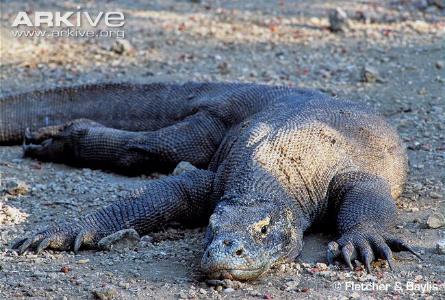 Komodo-dragon-resting.jpg