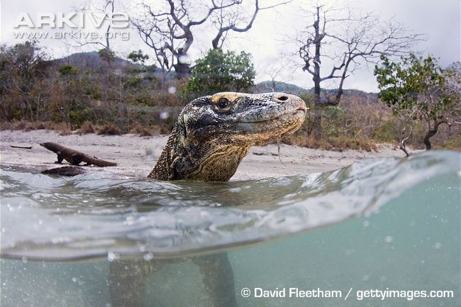 Komodo-dragon-swimming.jpg
