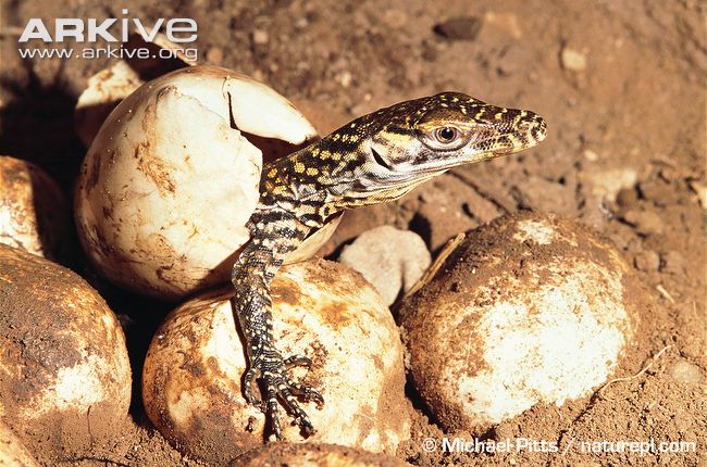 Komodo-dragon-hatching-from-egg.jpg