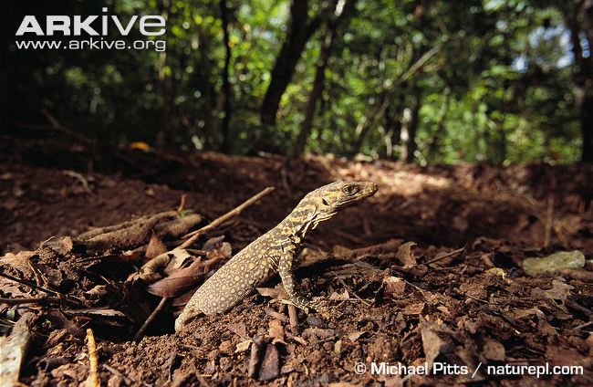 Komodo-dragon-hatchling-emerging-from-nest-pit.jpg