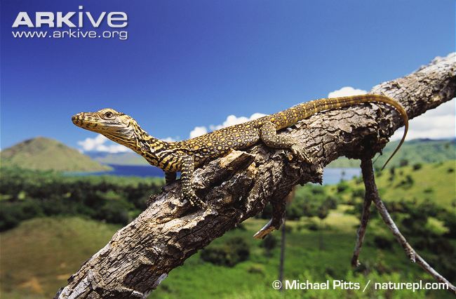 Komodo-dragon-hatchling-of-four-days-sitting-on-branch.jpg
